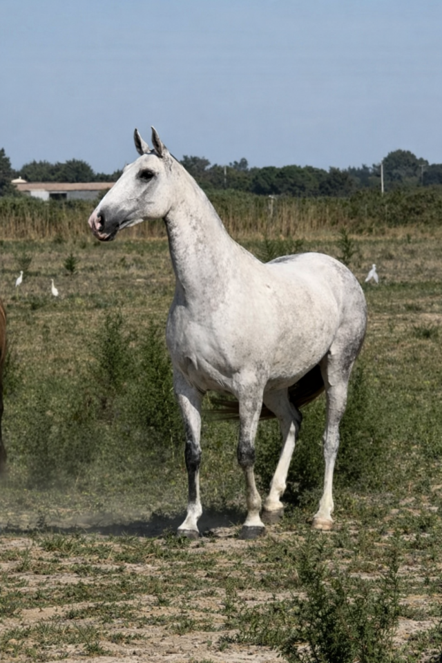 Draagmerrie Lusitano Te koop 2013 Schimmel ,  Riopele SSC