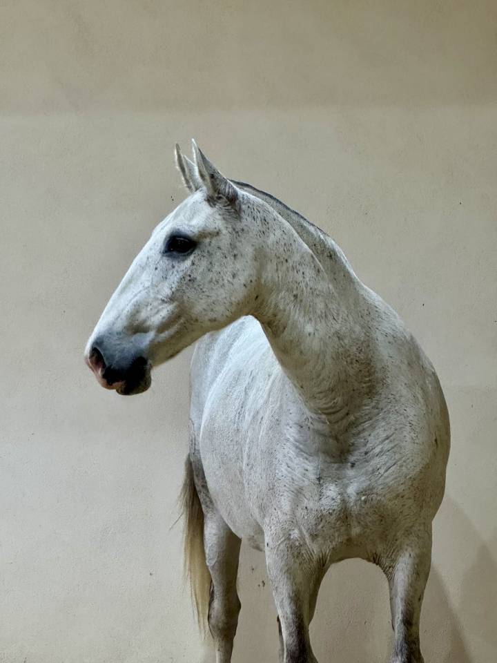Draagmerrie Lusitano Te koop 2013 Schimmel ,  Riopele SSC