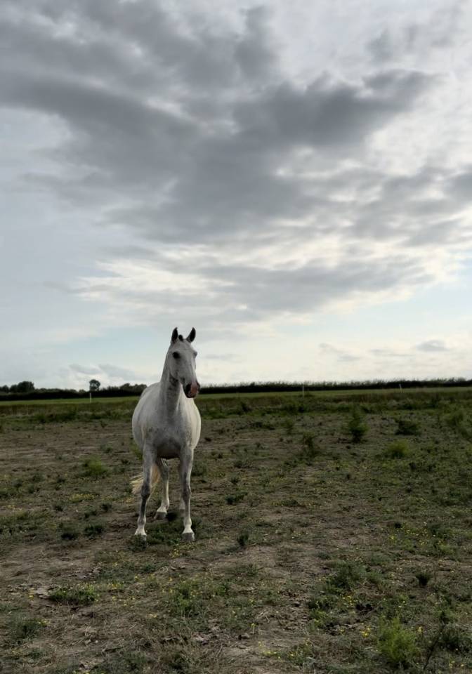 Draagmerrie Lusitano Te koop 2013 Schimmel ,  Riopele SSC