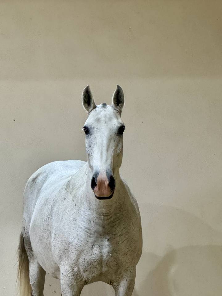 Draagmerrie Lusitano Te koop 2013 Schimmel ,  Riopele SSC