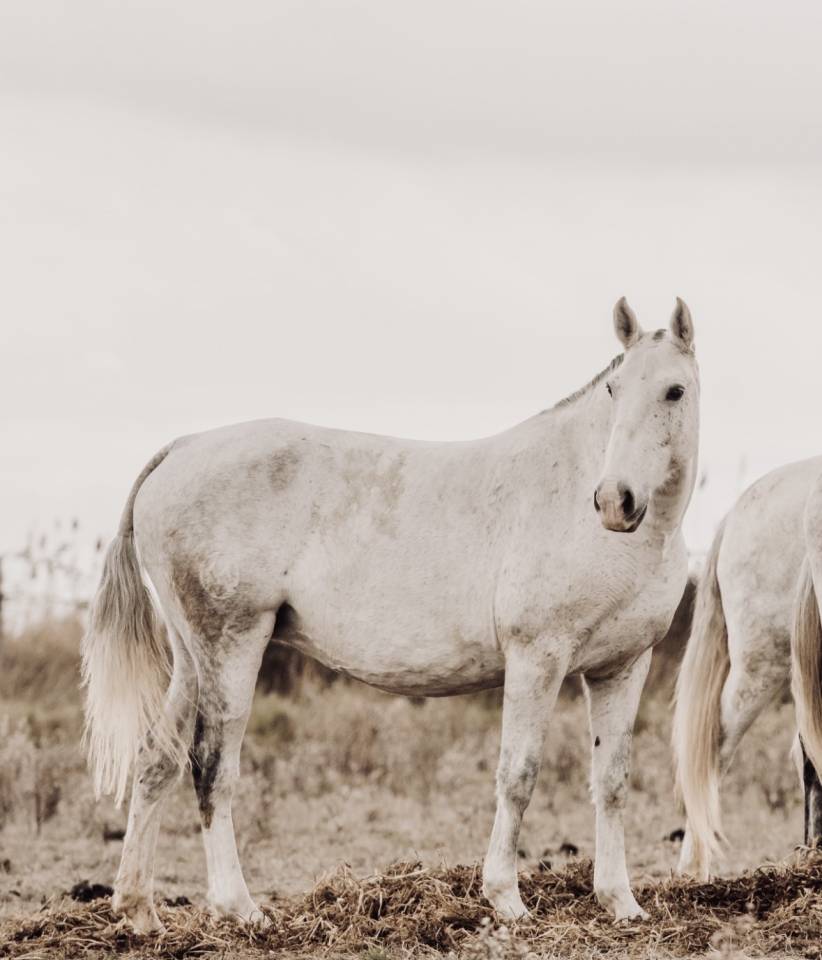 Draagmerrie Lusitano Te koop 2013 Schimmel ,  Riopele SSC