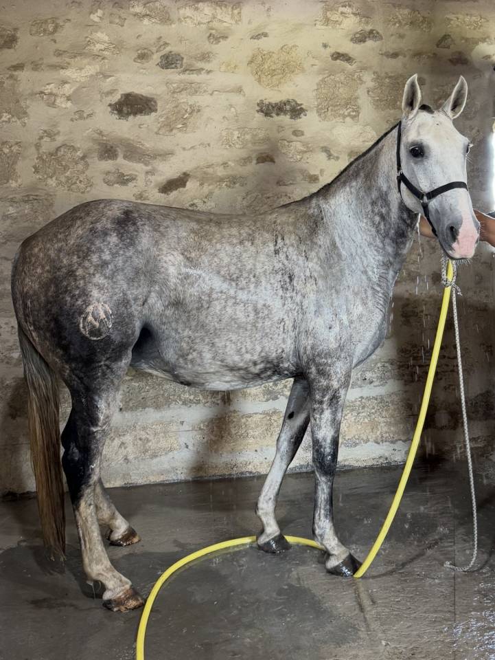 Draagmerrie Lusitano Te koop 2013 Schimmel ,  Riopele SSC