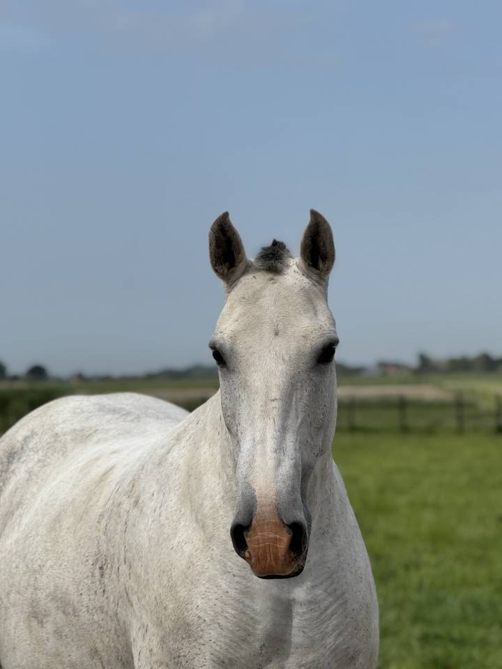 Draagmerrie Lusitano Te koop 2013 Schimmel ,  Riopele SSC