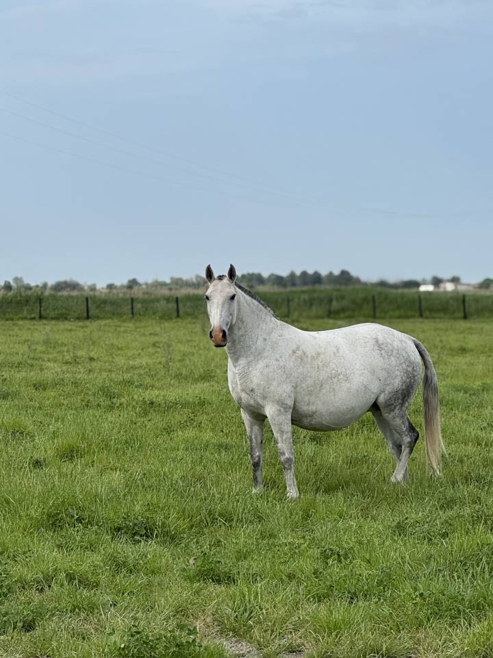 Draagmerrie Lusitano Te koop 2013 Schimmel ,  Riopele SSC