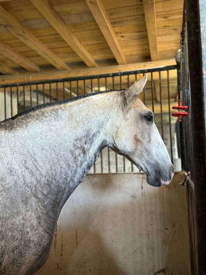 Draagmerrie Lusitano Te koop 2013 Schimmel ,  Riopele SSC