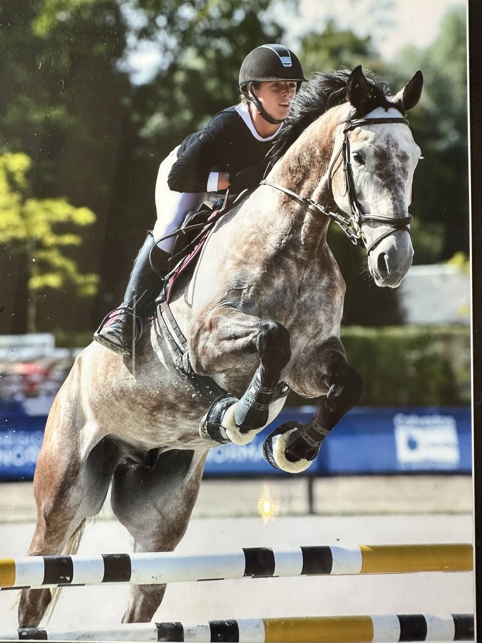Ruin KWPN Nederlands sportpaard Te koop 2015 Schimmel ,  FABRIANO VDL