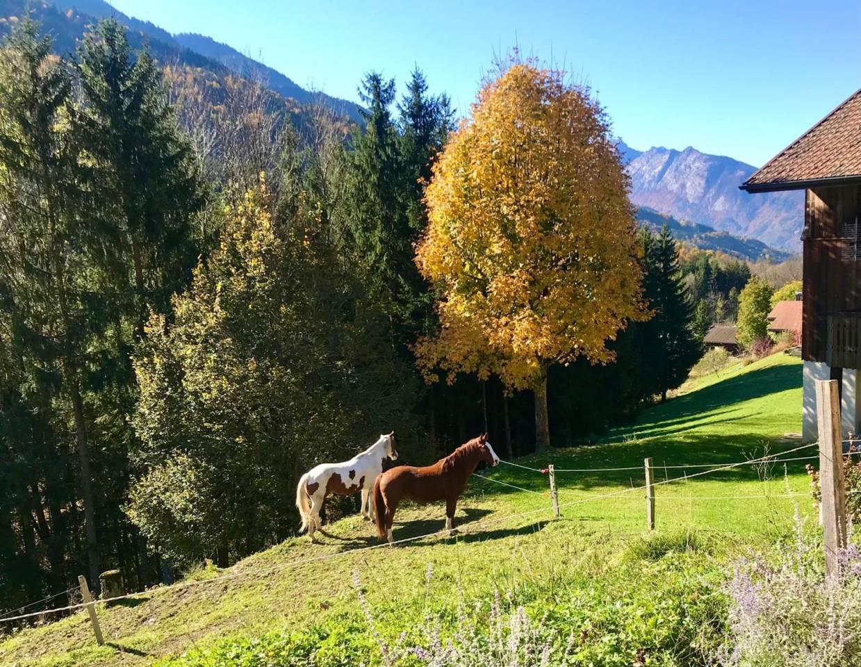 Hippisch vastgoed Koop Haute-Savoie