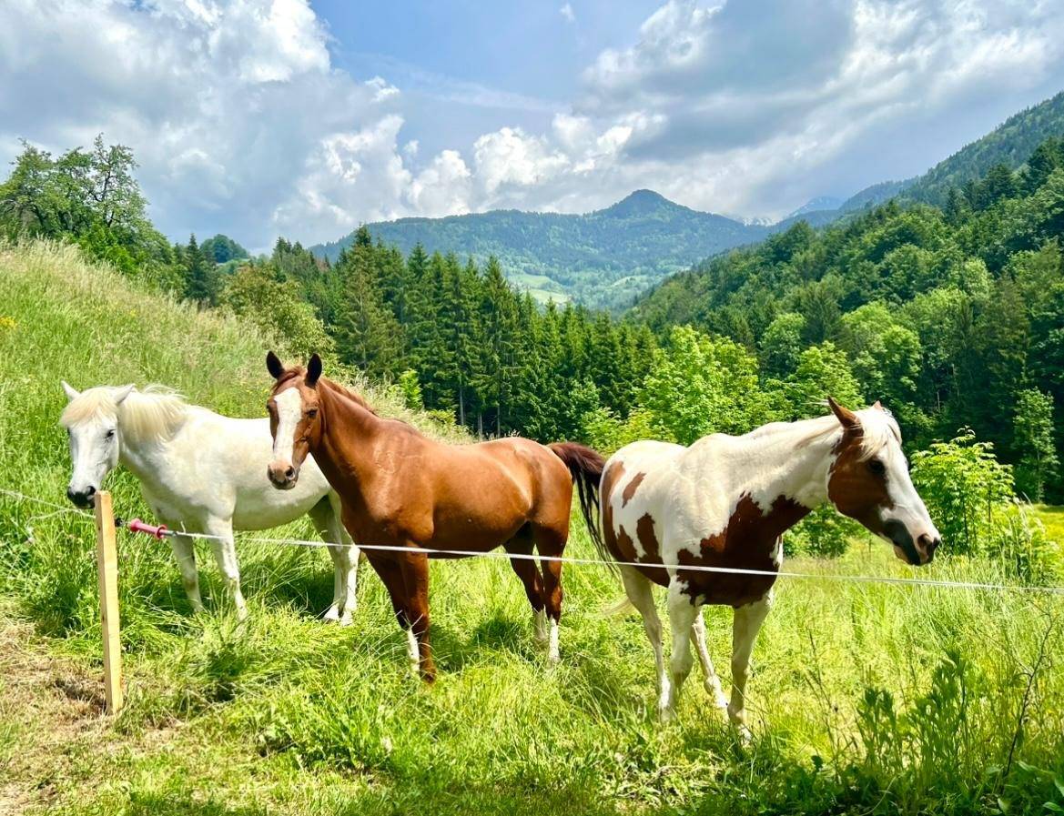 Hippisch vastgoed Koop Haute-Savoie