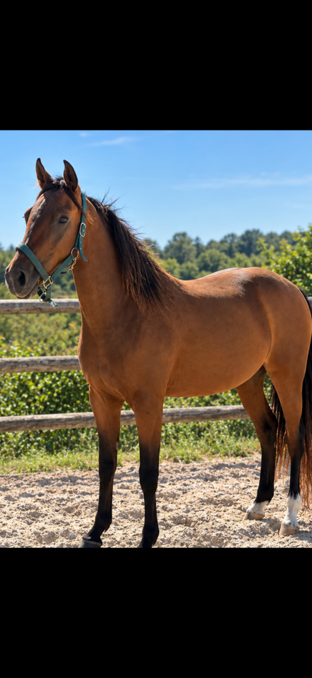 Merrie Welsh Partbred Te koop 2023 Donker bruin / bai ,  Foly star de florys