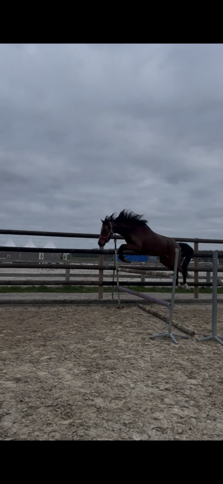 Merrie Welsh Partbred Te koop 2023 Donker bruin / bai ,  Foly star de florys