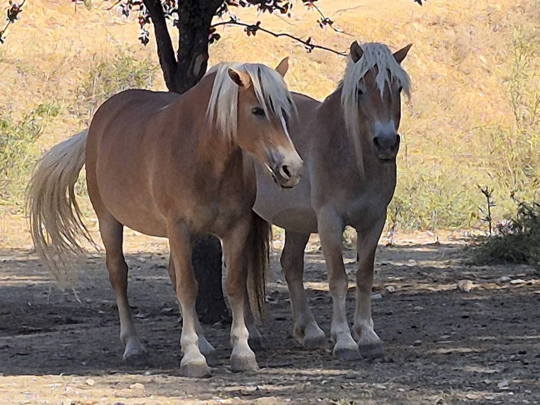 Merrie Haflinger Te koop 2014 Vos