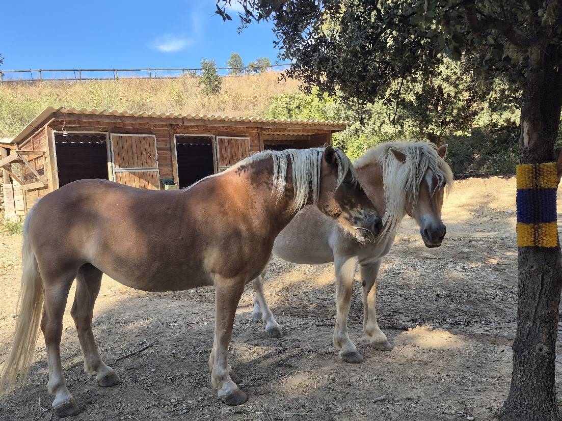 Merrie Haflinger Te koop 2014 Vos