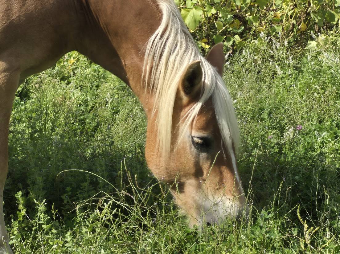 Merrie Haflinger Te koop 2014 Vos