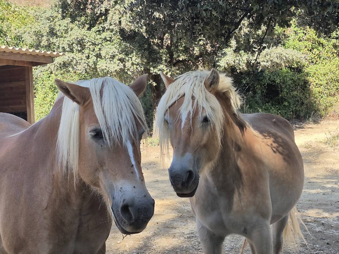 Merrie Haflinger Te koop 2014 Vos