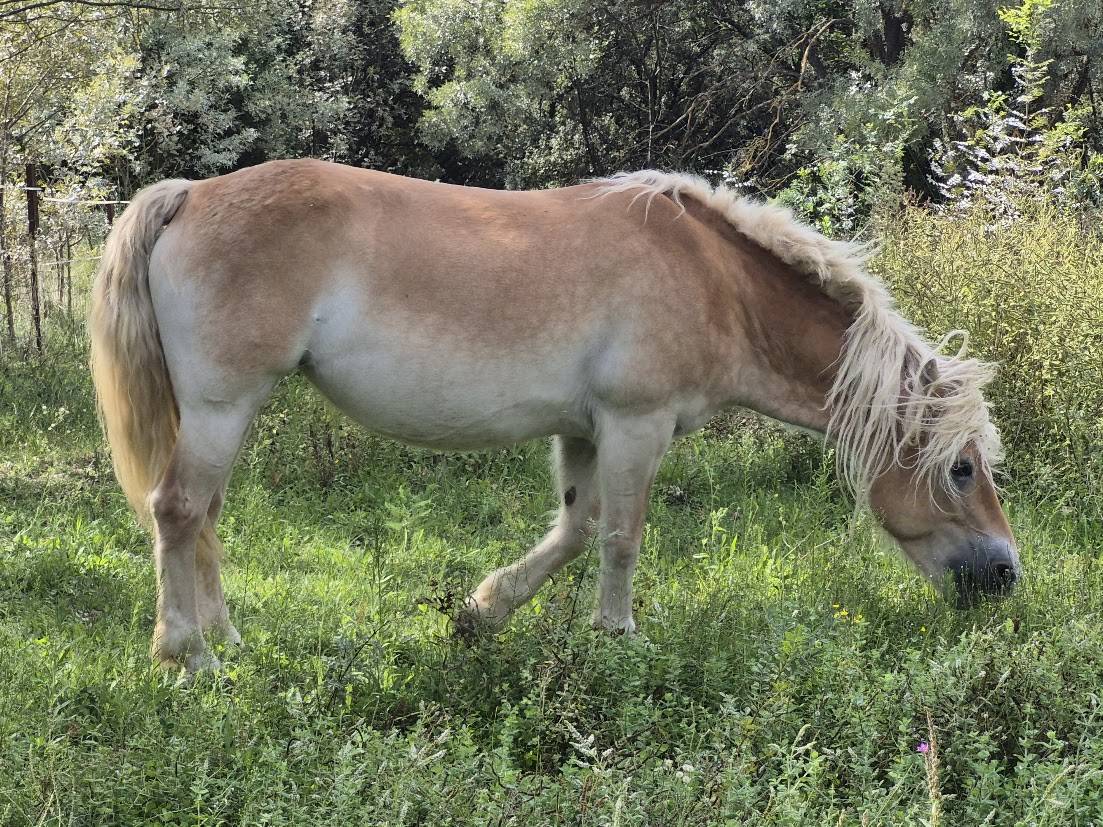 Merrie Haflinger Te koop 2014 Vos