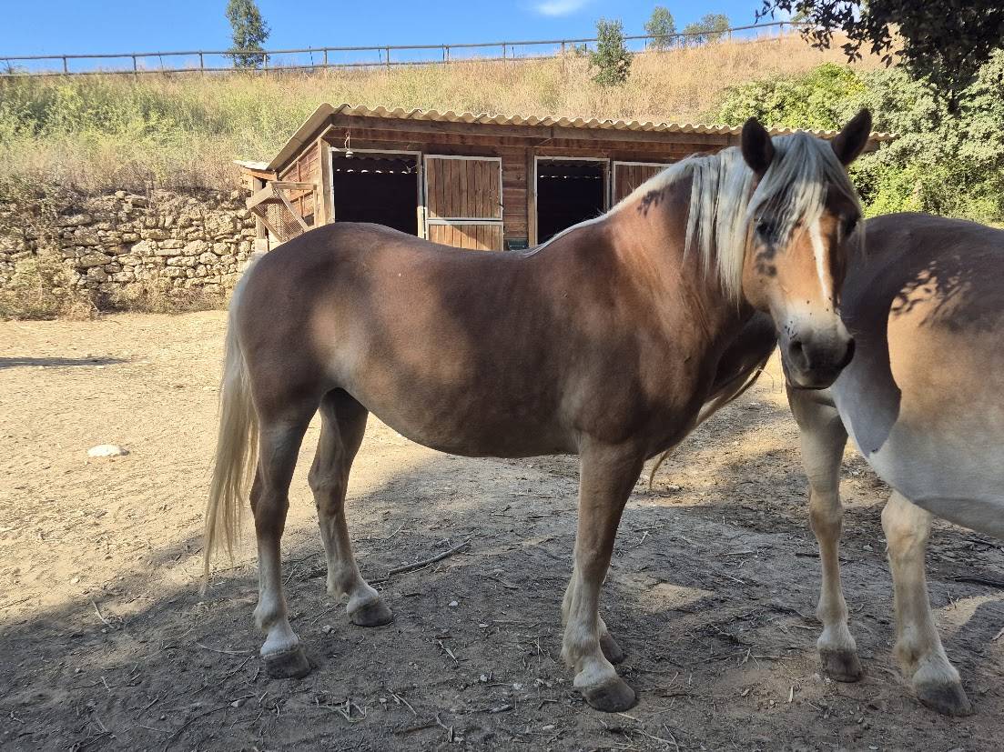 Merrie Haflinger Te koop 2014 Vos