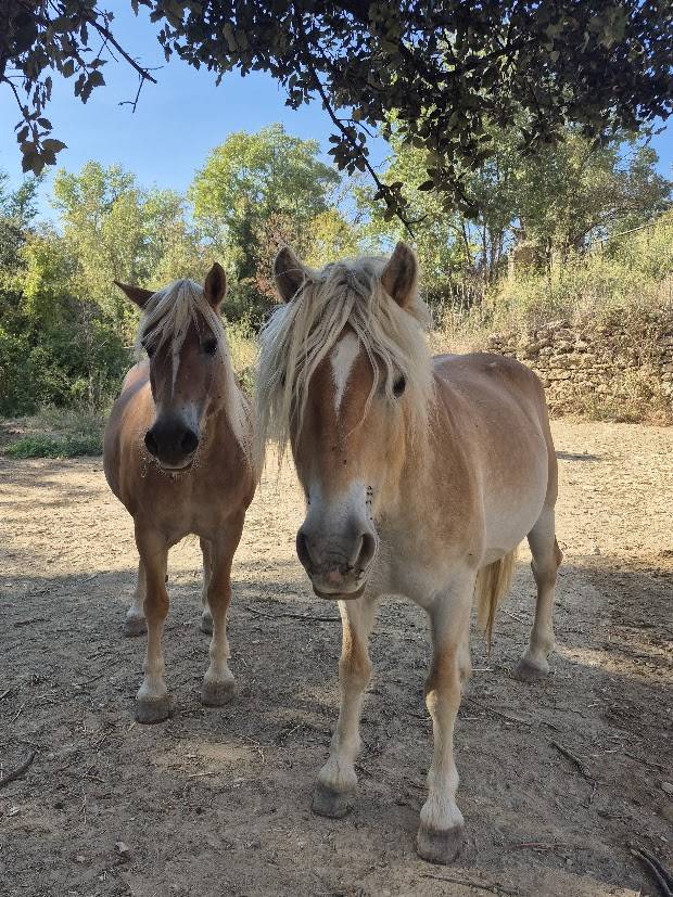 Merrie Haflinger Te koop 2014 Vos