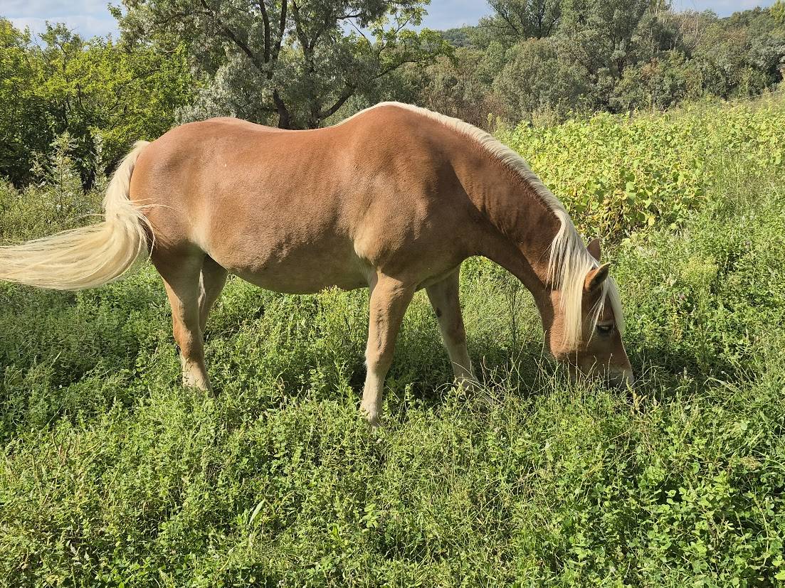 Merrie Haflinger Te koop 2014 Vos