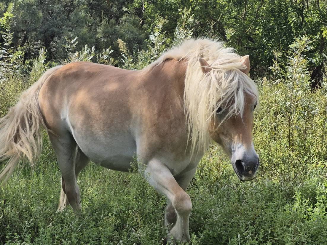 Merrie Haflinger Te koop 2014 Vos