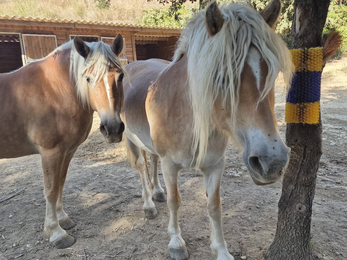 Merrie Haflinger Te koop 2014 Vos