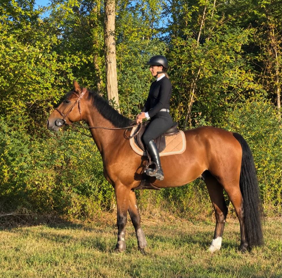 Ruin Selle Fran&ccedil;ais Te koop 2021 Donker bruin / bai ,  MARIUS CLAUDIUS