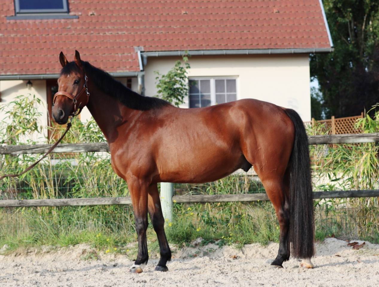 Ruin Selle Fran&ccedil;ais Te koop 2021 Donker bruin / bai ,  MARIUS CLAUDIUS