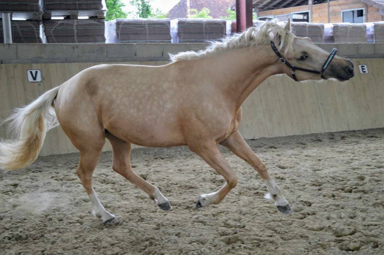 Veulen (vr) Selle Fran&ccedil;ais Te koop 2026 Vos