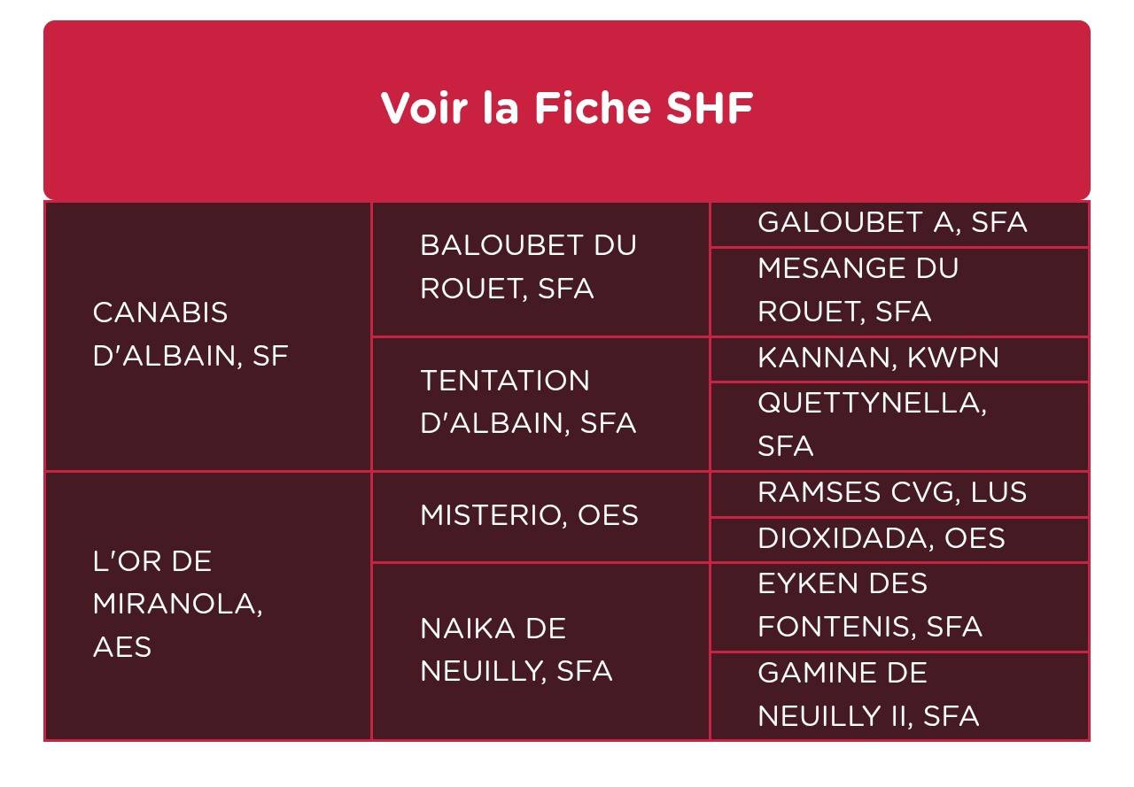 Veulen (vr) Selle Fran&ccedil;ais Te koop 2026 Vos
