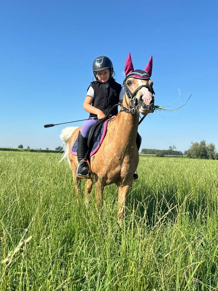 Ruin Welsh Pony (Section B) Te koop 2006 Palomino
