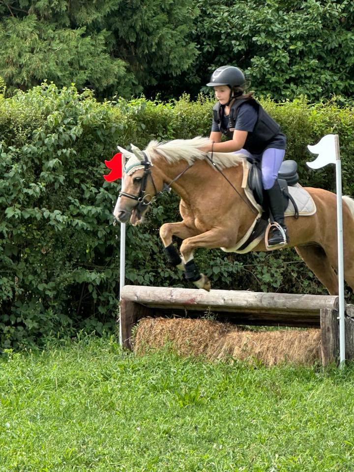 Ruin Welsh Pony (Section B) Te koop 2006 Palomino