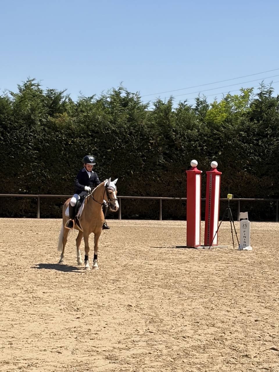 Ruin Welsh Pony (Section B) Te koop 2006 Palomino