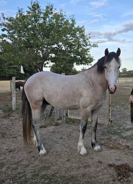 Hengst Franse rijpony PFS Te koop 2022 Schimmel ,  IDIVADAHO DE BLONDE PFSS