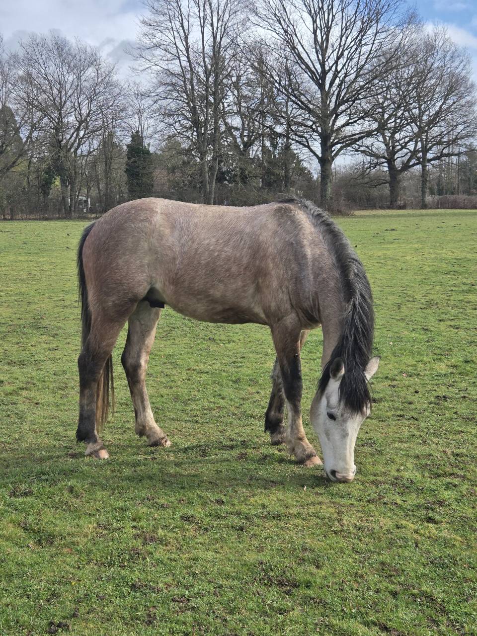 Hengst Franse rijpony PFS Te koop 2022 Schimmel ,  IDIVADAHO DE BLONDE PFSS