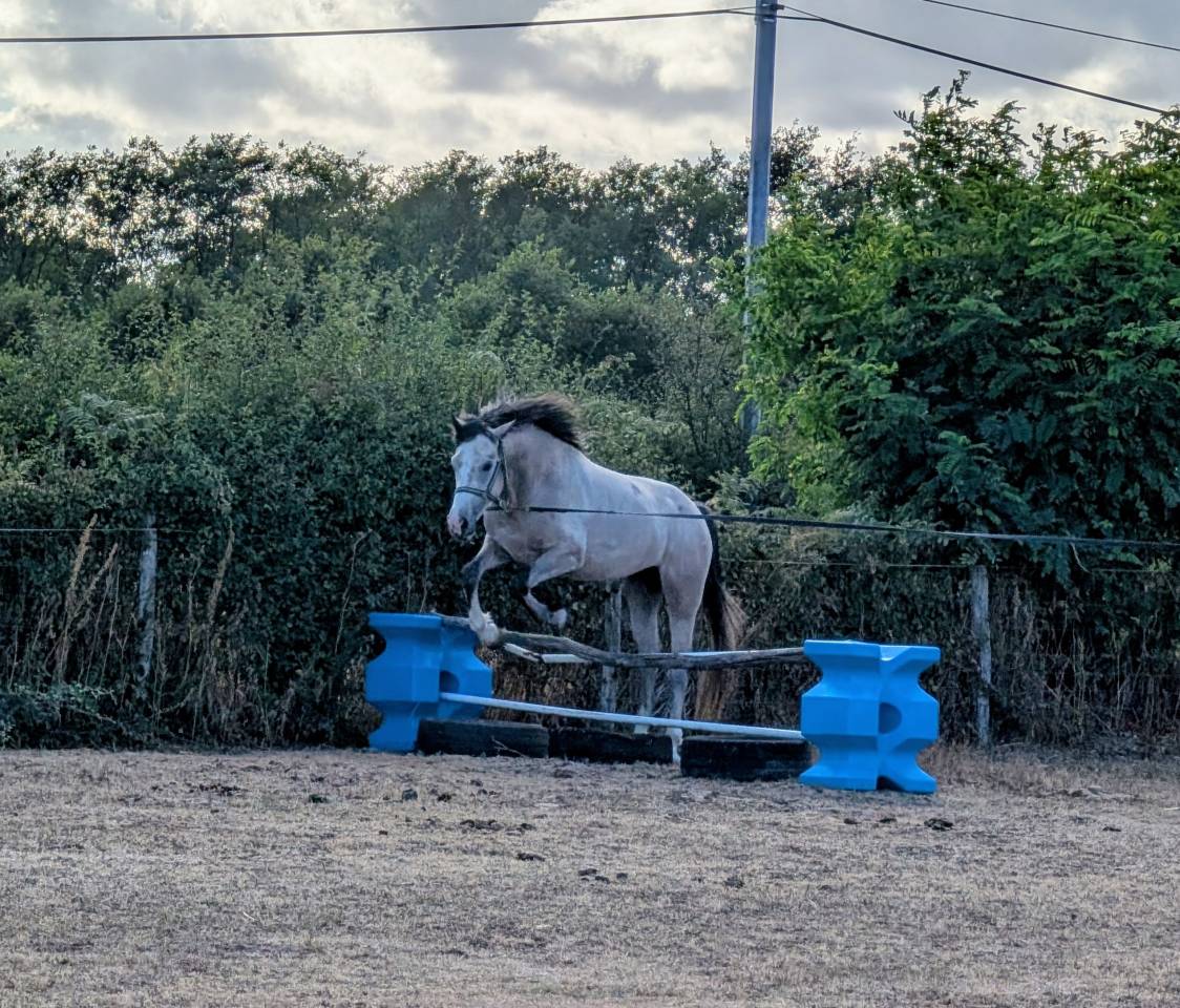 Hengst Franse rijpony PFS Te koop 2022 Schimmel ,  IDIVADAHO DE BLONDE PFSS