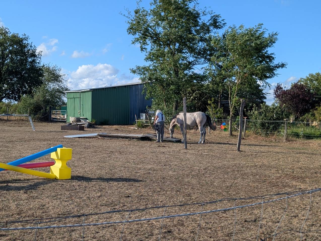 Hengst Franse rijpony PFS Te koop 2022 Schimmel ,  IDIVADAHO DE BLONDE PFSS