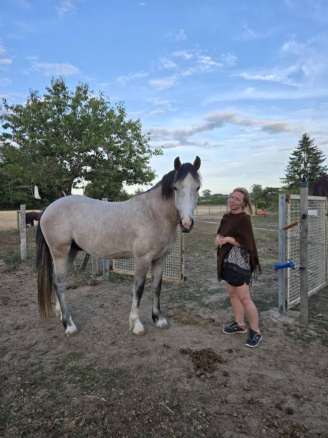 Hengst Franse rijpony PFS Te koop 2022 Schimmel ,  IDIVADAHO DE BLONDE PFSS