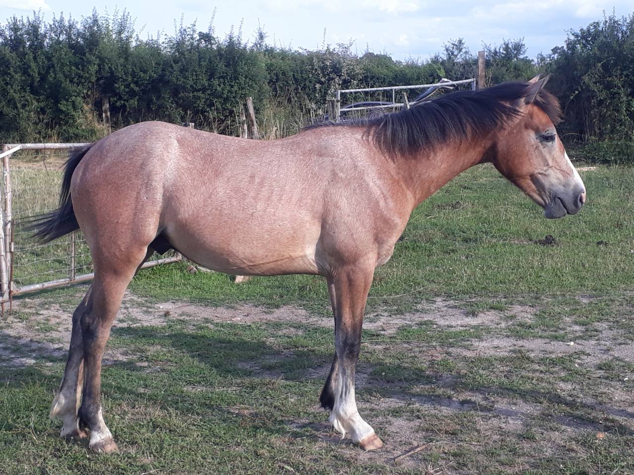 Hengst Franse rijpony PFS Te koop 2022 Schimmel ,  IDIVADAHO DE BLONDE PFSS