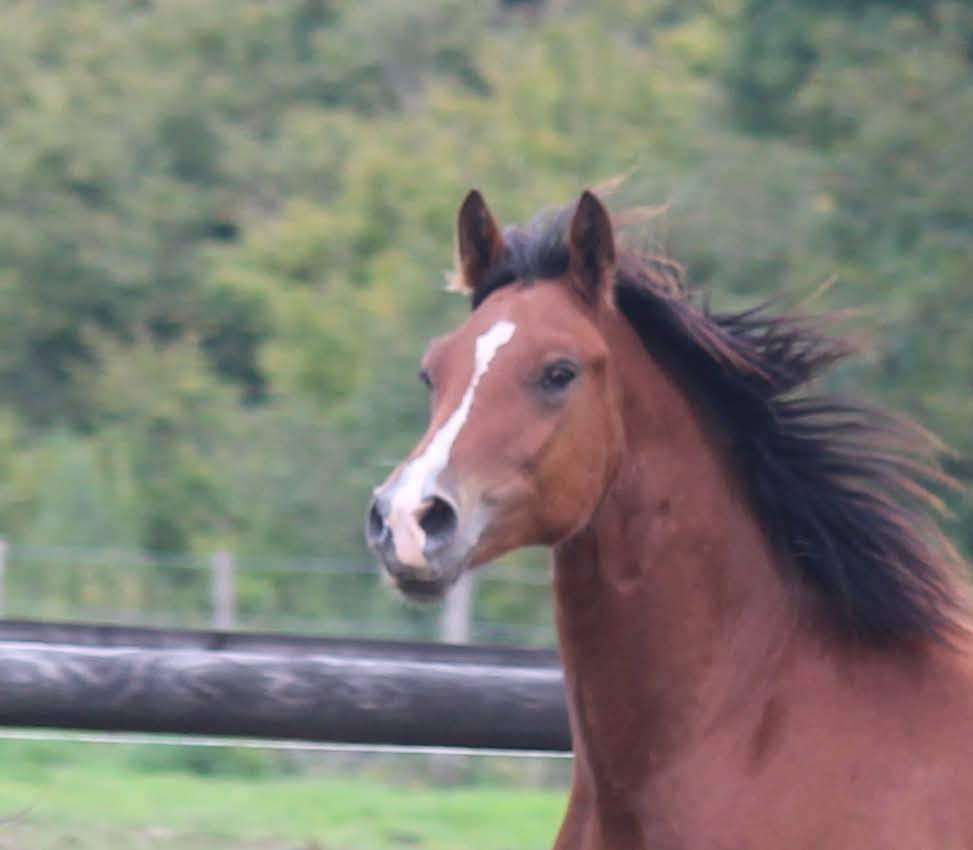 Ruin Welsh Pony (Section D), Welsh Cob  Te koop 2025 Donker bruin / bai ,  London Stun-Dunning