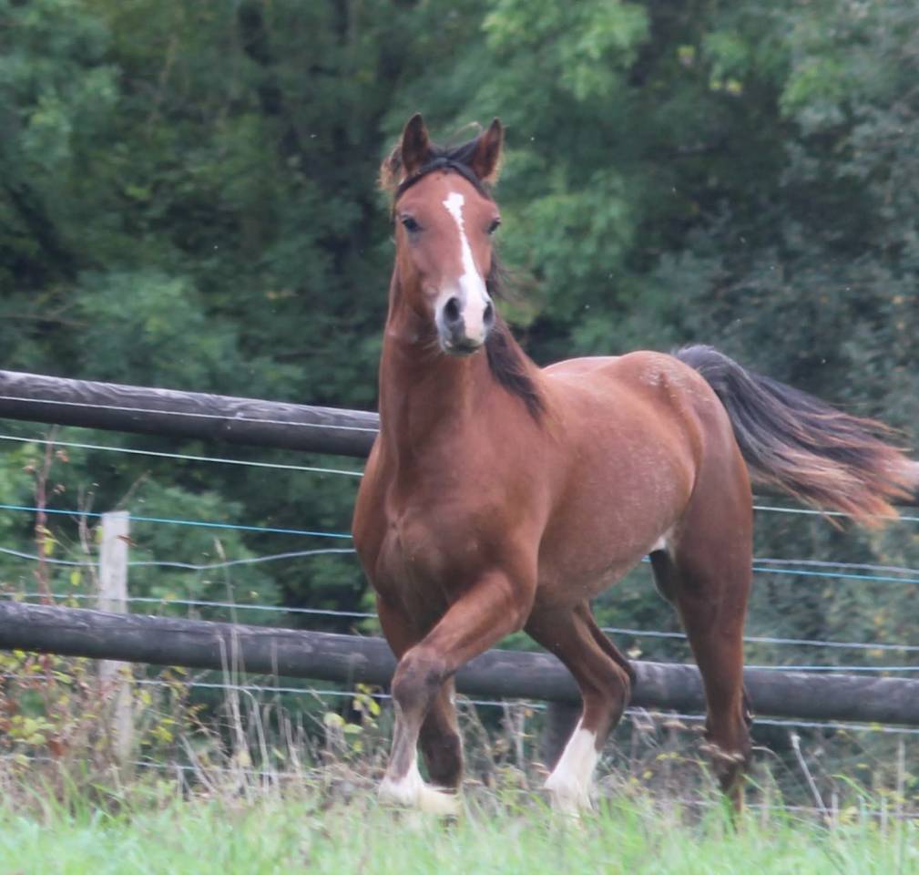 Ruin Welsh Pony (Section D), Welsh Cob  Te koop 2025 Donker bruin / bai ,  London Stun-Dunning