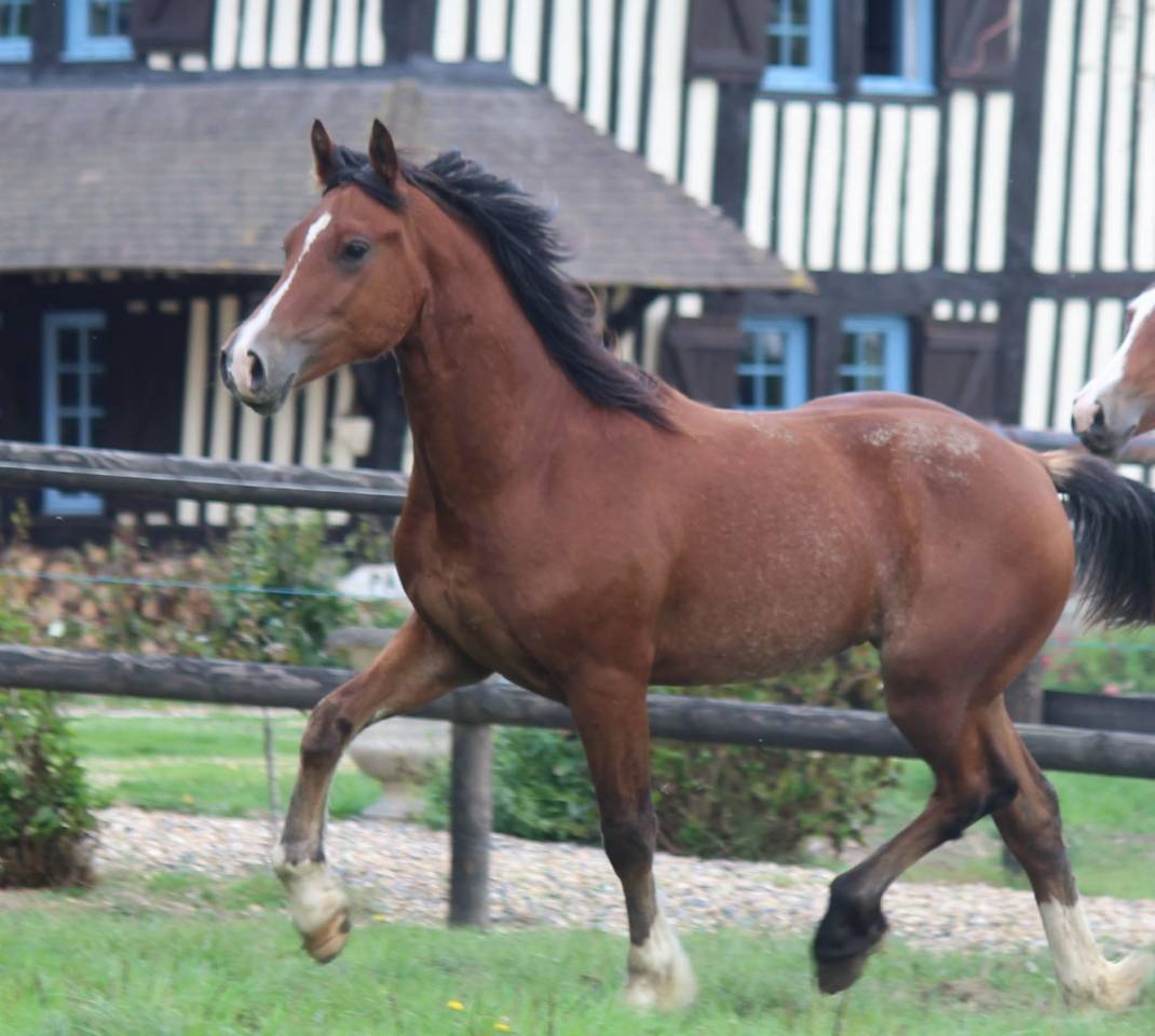 Ruin Welsh Pony (Section D), Welsh Cob  Te koop 2025 Donker bruin / bai ,  London Stun-Dunning