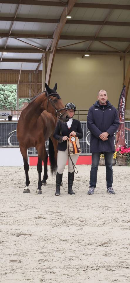 Merrie Selle Fran&ccedil;ais Te koop 2018 Donker bruin / bai ,  monte bellini