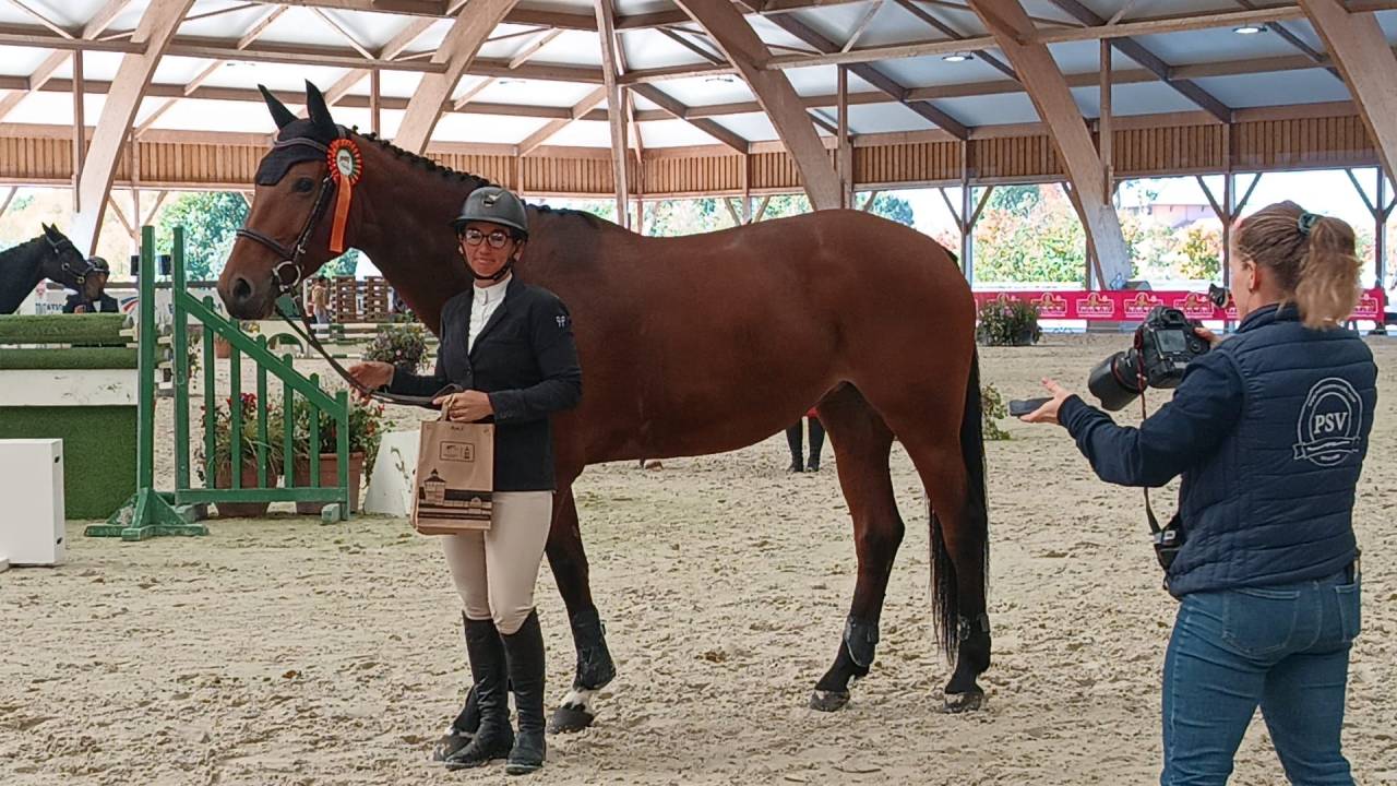Merrie Selle Fran&ccedil;ais Te koop 2018 Donker bruin / bai ,  monte bellini
