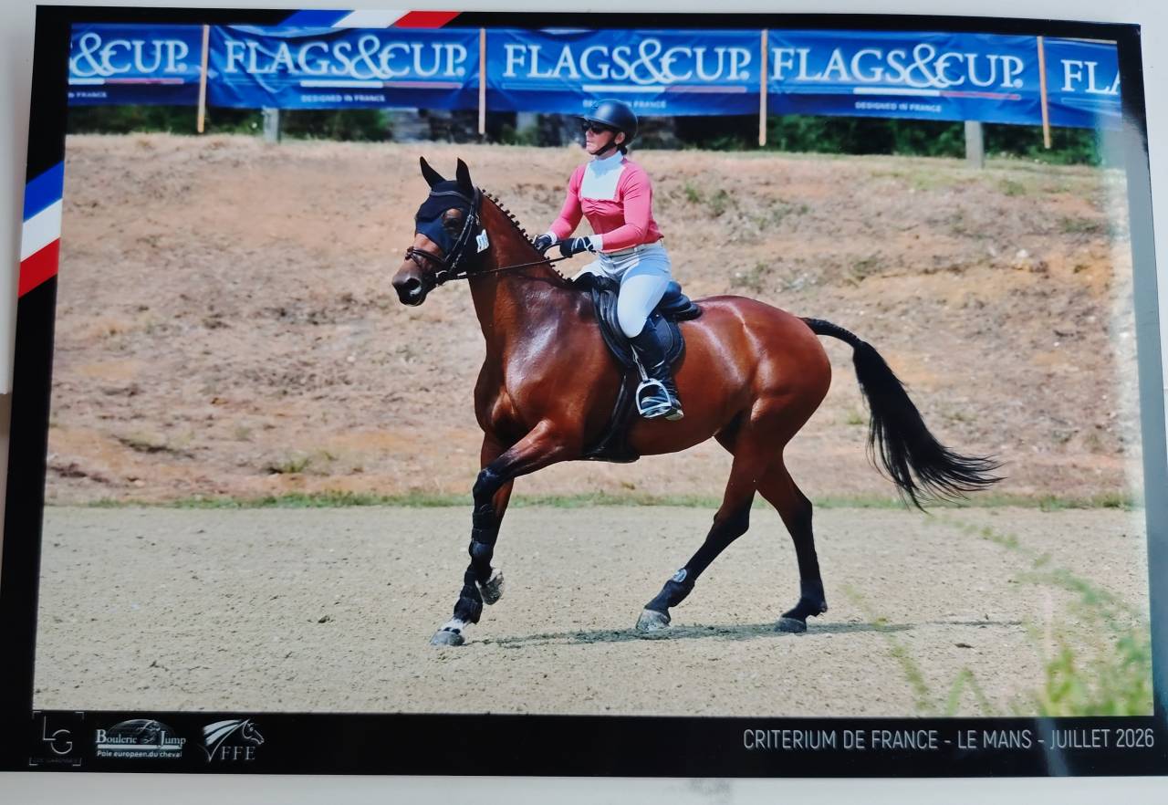 Merrie Selle Fran&ccedil;ais Te koop 2018 Donker bruin / bai ,  monte bellini