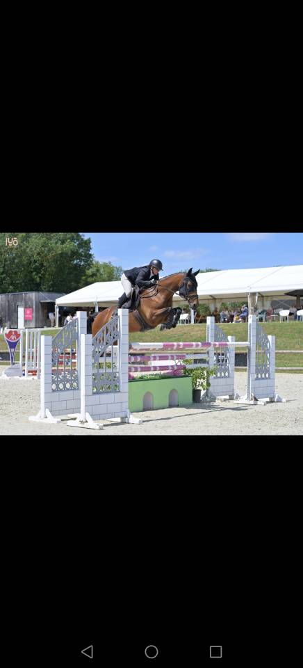 Merrie Selle Fran&ccedil;ais Te koop 2018 Donker bruin / bai ,  monte bellini