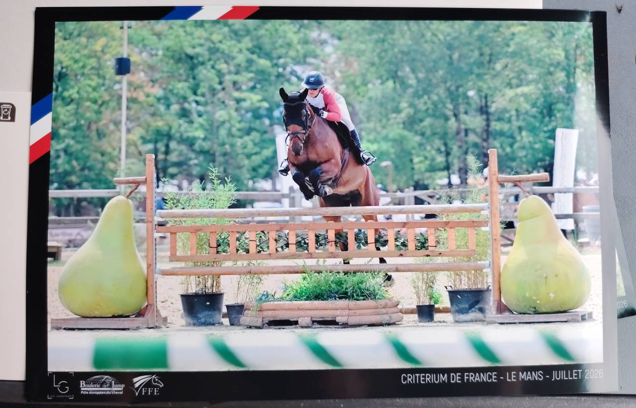 Merrie Selle Fran&ccedil;ais Te koop 2018 Donker bruin / bai ,  monte bellini