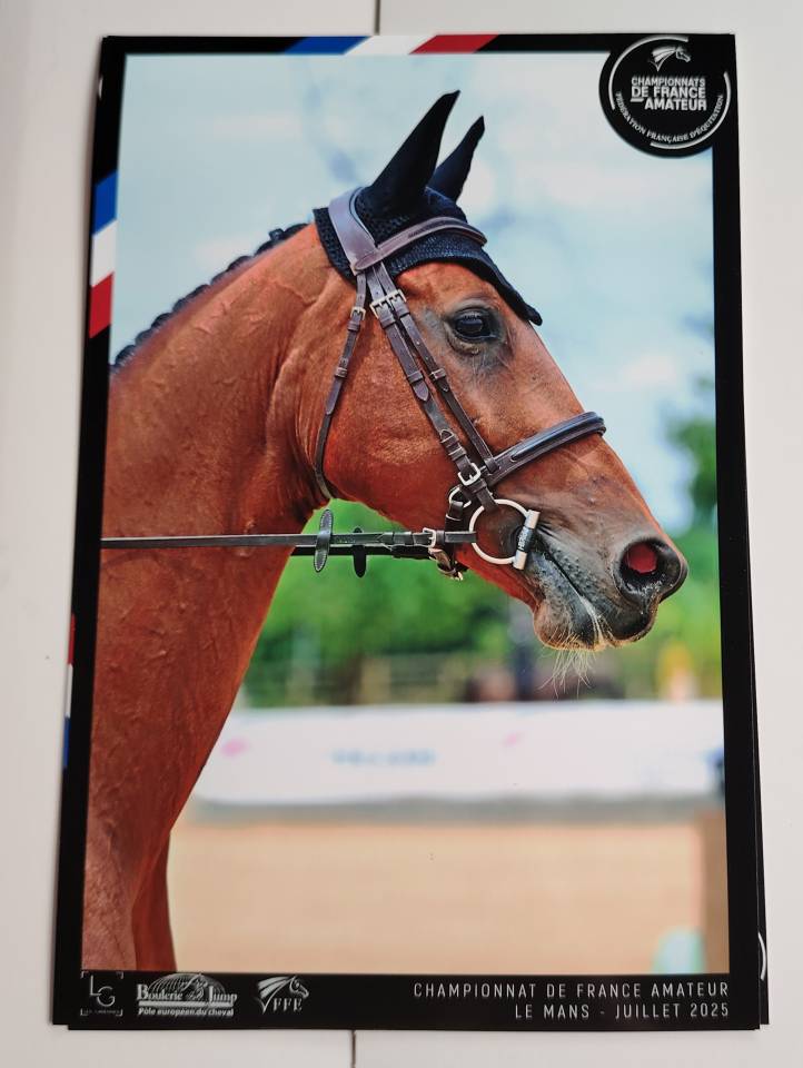 Merrie Selle Fran&ccedil;ais Te koop 2018 Donker bruin / bai ,  monte bellini
