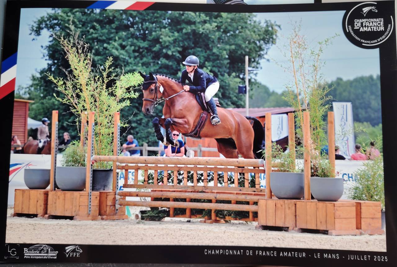 Merrie Selle Fran&ccedil;ais Te koop 2018 Donker bruin / bai ,  monte bellini