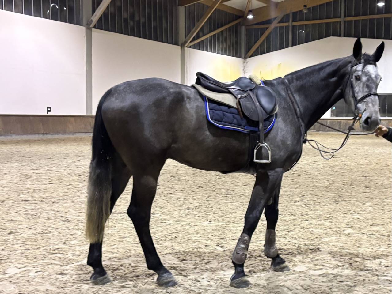 Ruin Zangersheide Te koop 2021 Schimmel ,  Aganix du Seigneur