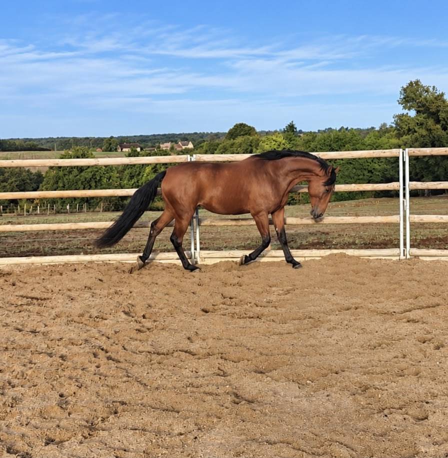 Ruin Franse draver  Te koop 2022 Donker bruin / bai