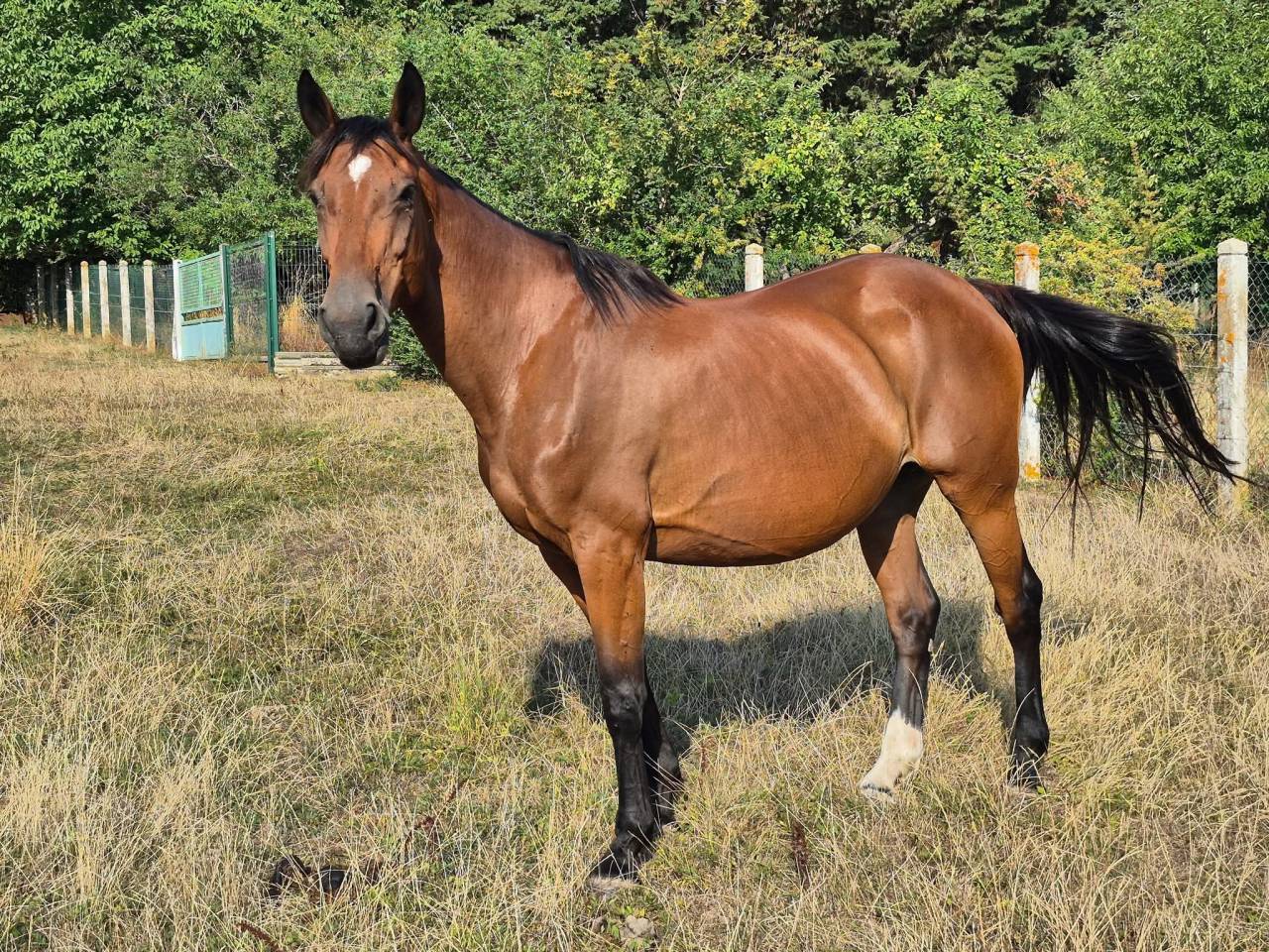 Draagmerrie Selle Fran&ccedil;ais Te koop 2010 Donker bruin / bai